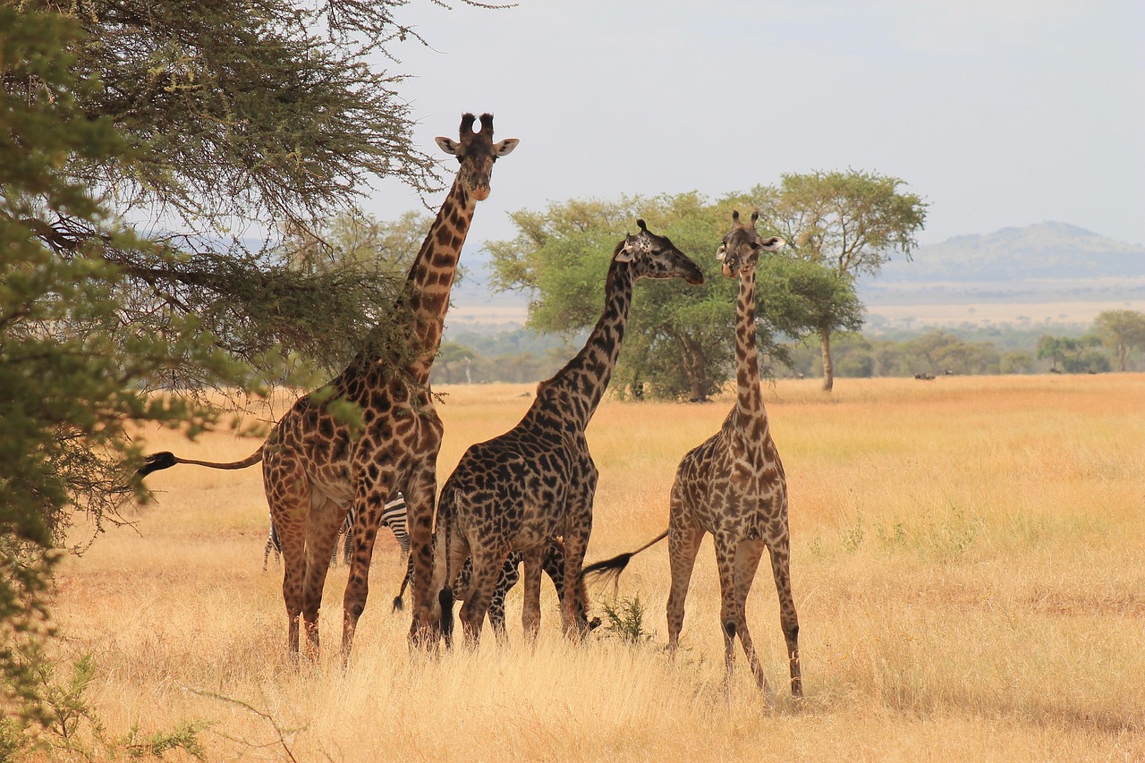 1-Day Safari in Tanzania