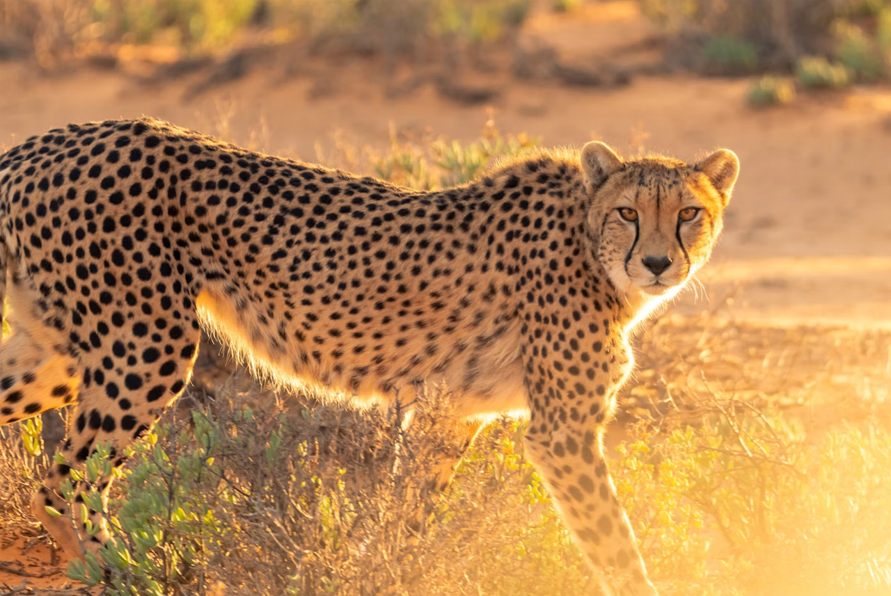 8-Day Safari in Tanzania