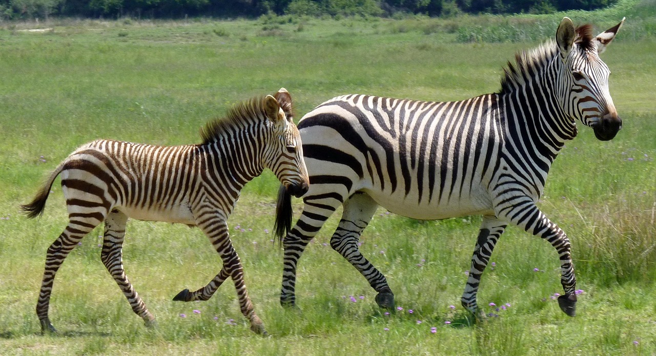 Zebras in Mikumi