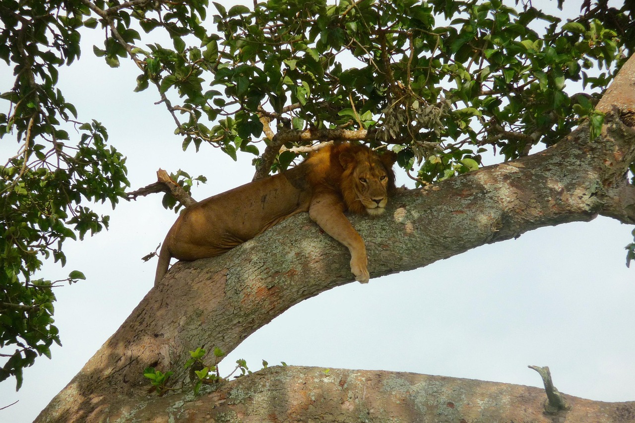 Lake Manyara National Park