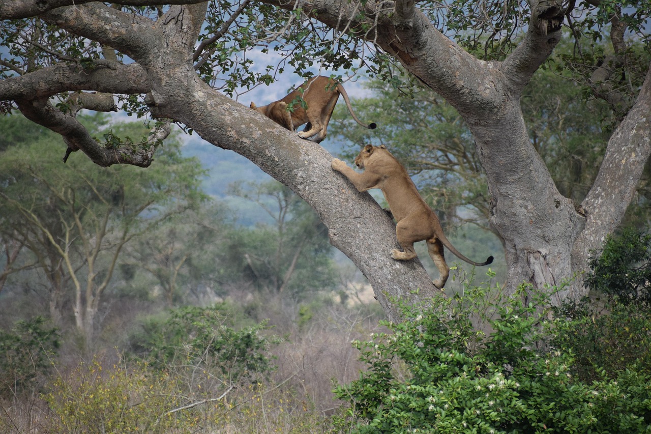 Tree-climbing lion