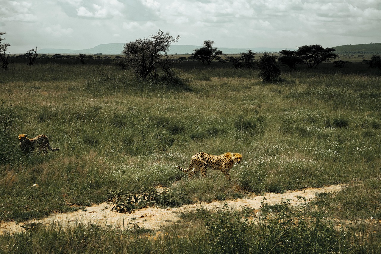 Lake Manyara Landscape
